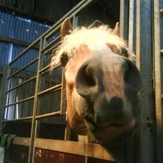 Haflinger Amigo 