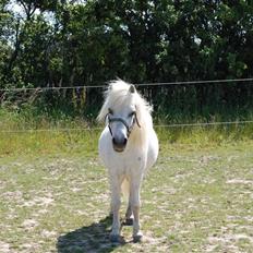 Anden særlig race Obelix