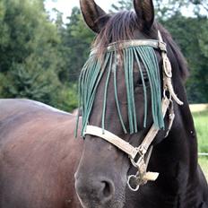 Oldenborg Dea gammel part. 