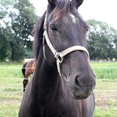 Oldenborg Dea gammel part. 