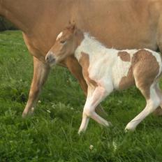 Anden særlig race Scirocco