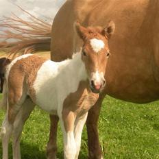 Anden særlig race Scirocco