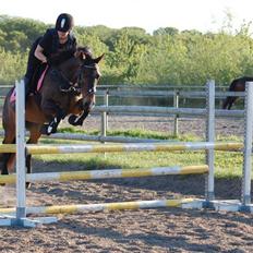 Hollandsk Sportspony Magic Misty