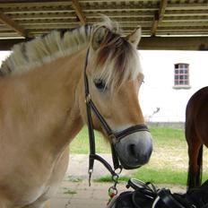 Fjordhest Ebbetorns Fjuri |SOLGT|