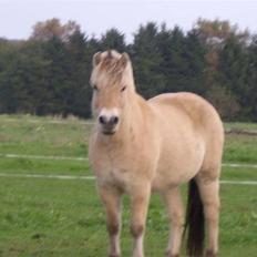 Fjordhest Ebbetorns Fjuri |SOLGT|