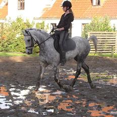 Anden særlig race Aladin *tidl lånepony.