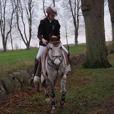 Anden særlig race Aladin *tidl lånepony.