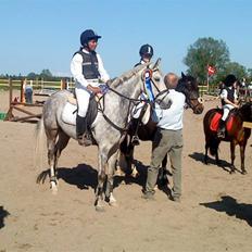 Anden særlig race Aladin *tidl lånepony.