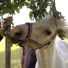 Anden særlig race Klakki (tilredet/passet)