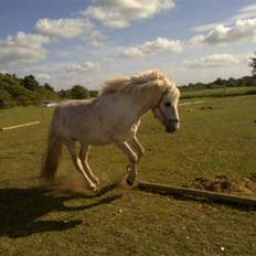 Anden særlig race Klakki (tilredet/passet)