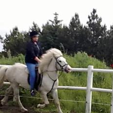 Anden særlig race Klakki (tilredet/passet)