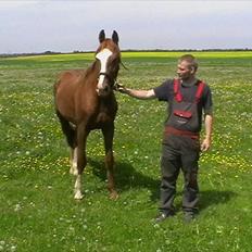 Hollandsk Varmblod CALDOS