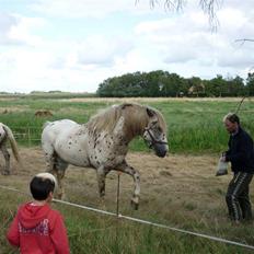 Knabstrupper Nico DØD R.I.P