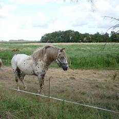 Knabstrupper Nico DØD R.I.P