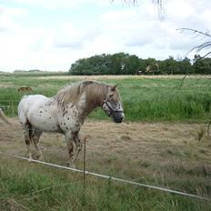 Knabstrupper Nico DØD R.I.P