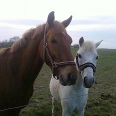 Tysk Sportspony Bacardi