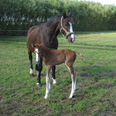 Dansk Varmblod A.B. Little Champ "SOLGT"