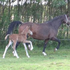 Dansk Varmblod A.B. Little Champ "SOLGT"