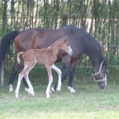 Dansk Varmblod A.B. Little Champ "SOLGT"