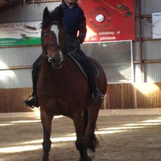 New Forest Toffifee(gl. udlån)