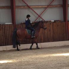 New Forest Toffifee(gl. udlån)