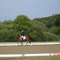 DSP Astaróla - HALV A-PONY