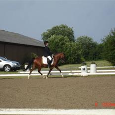 DSP Astaróla - HALV A-PONY