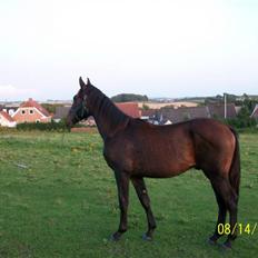 Dansk Varmblod Castello SOLGT