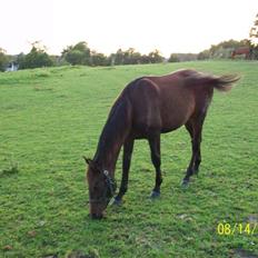 Dansk Varmblod Castello SOLGT