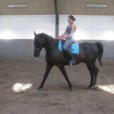 Dansk Varmblod Arkisan