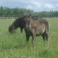 Shetlænder breezer 