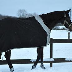 Dansk Varmblod marco bell