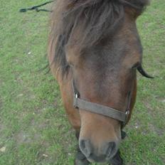 Shetlænder frida  