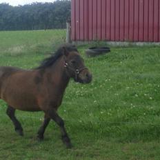 Shetlænder frida  