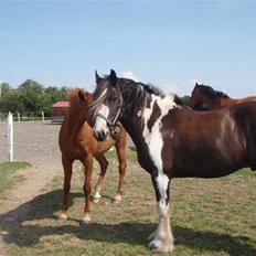 Irish Cob Duke