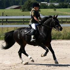 Belgisk Sportspony olga R.I.P 23/5 2011