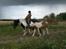 Irish Cob Katinka - Mathilde med de dejlige piger