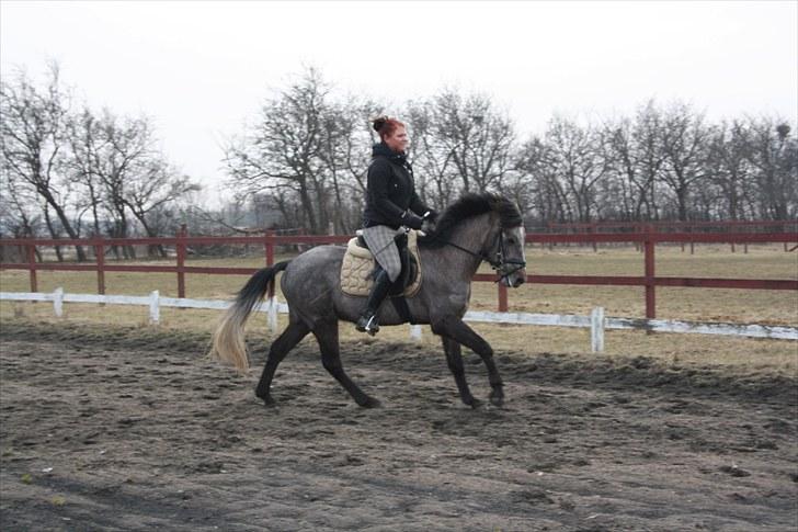 Welsh Pony (sec B) Bounty >>SOLGT<< billede 4