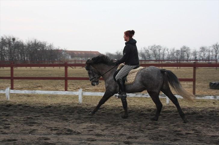 Welsh Pony (sec B) Bounty >>SOLGT<< billede 5