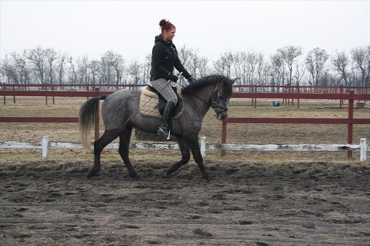 Welsh Pony (sec B) Bounty >>SOLGT<< billede 6