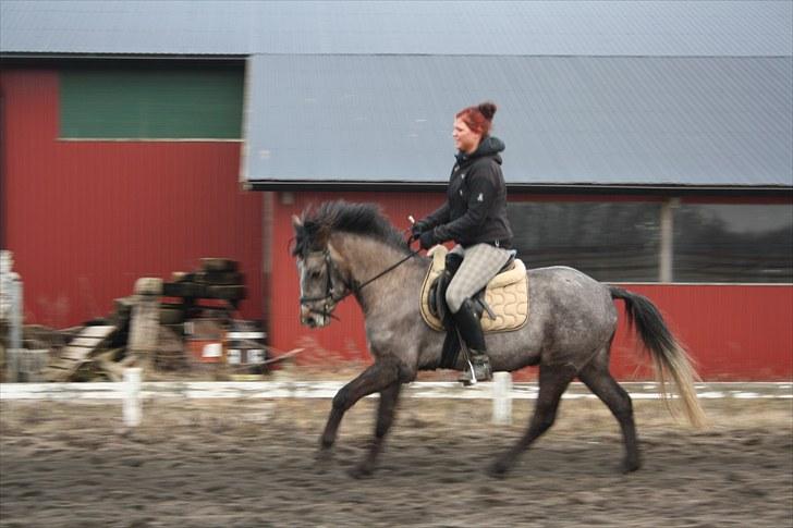 Welsh Pony (sec B) Bounty >>SOLGT<< billede 7