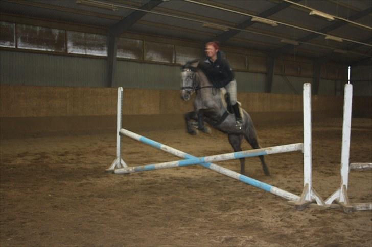 Welsh Pony (sec B) Bounty >>SOLGT<< billede 8