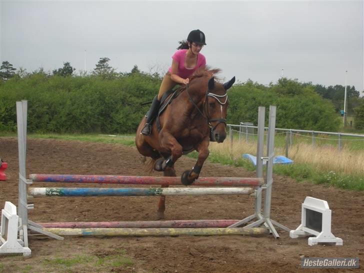 Anden særlig race Figaro  - fotograf: maria K. <3 billede 20
