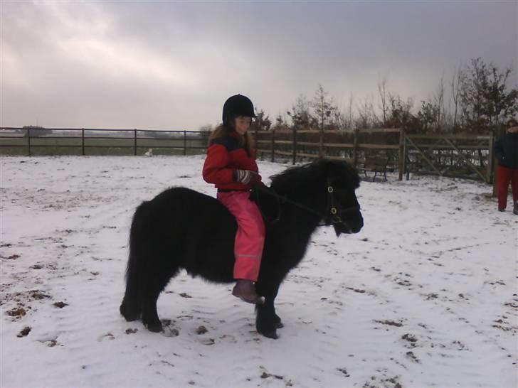 Shetlænder Fellin Af Nørvang billede 11