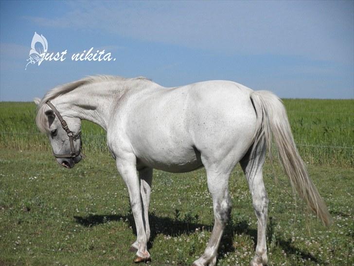 Hollandsk Sportspony Nikita  - 14# EN irriterende bremse:D! billede 14