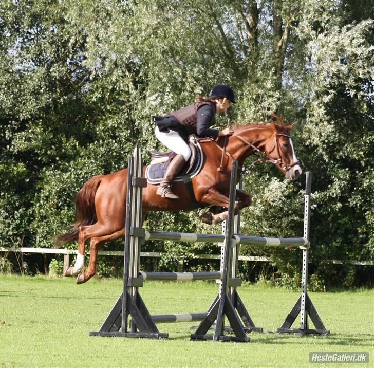 Welsh Pony (sec B) Creekmanns Cherie - MB Hjørring billede 14