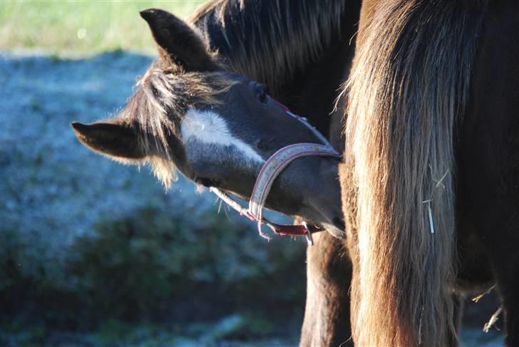 New Forest Elmholts Filicia - Mum hvor er jeg dejlig :o) billede 1