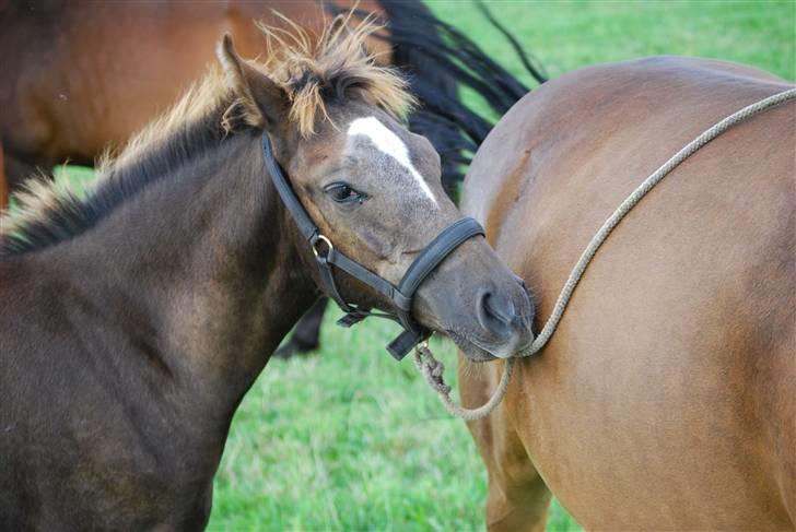 New Forest Elmholts Filicia - Kom nu af dumme snor :o( billede 2