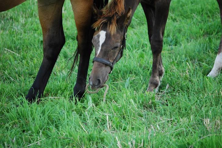 New Forest Elmholts Filicia - Tage snoren op....... billede 3