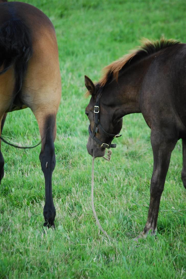 New Forest Elmholts Filicia - ........og gå tur med mig selv billede 4